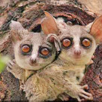 MC Gaff E – Bush Baby