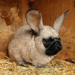 Mochipet – Unstoppable