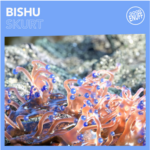 Bishu – Skurt