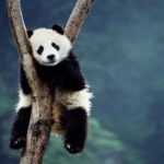 Desiigner – Panda (Roycdc Remix)